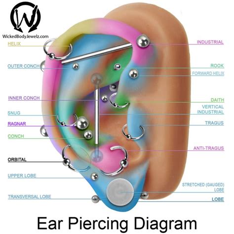 eikel.piercing|17 Types of Ear Piercings Based on Pain and。